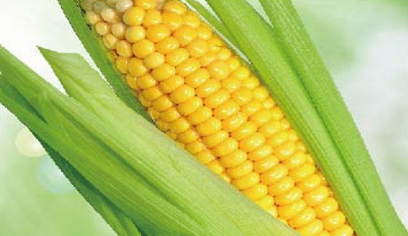 陶瓷膜利用：生物、医药行业